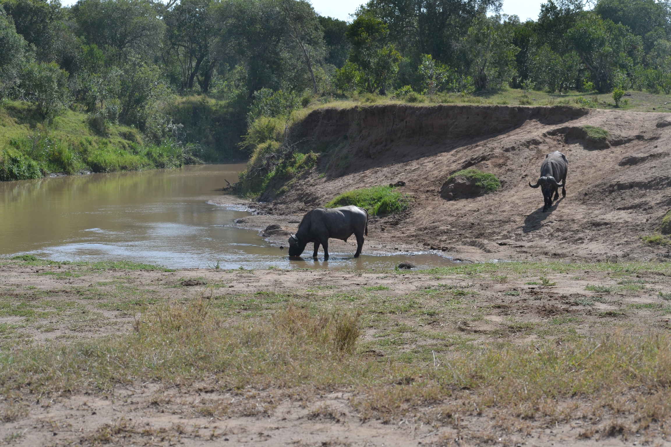 A Buffalo at Ol Pejeta